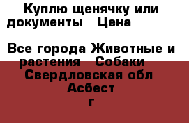 Куплю щенячку или документы › Цена ­ 3 000 - Все города Животные и растения » Собаки   . Свердловская обл.,Асбест г.